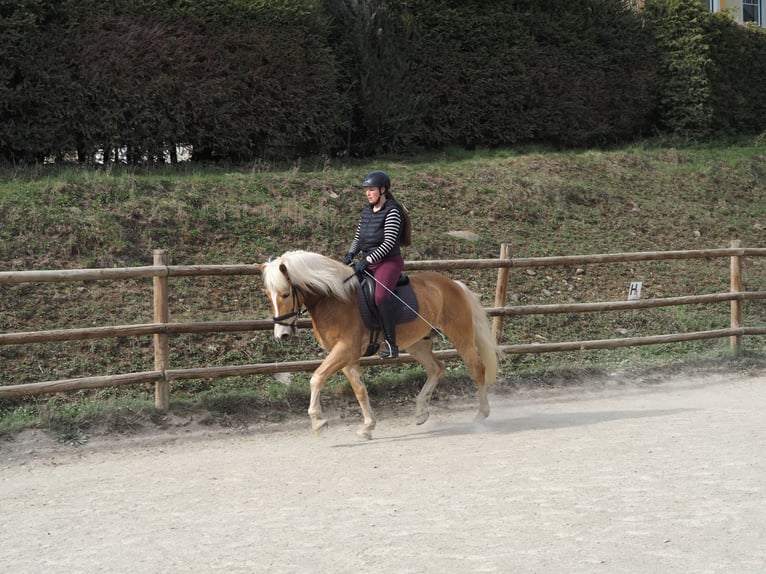 Haflinger Gelding 6 years 15.2 hh Chestnut-Red in Bad St. Leonhard