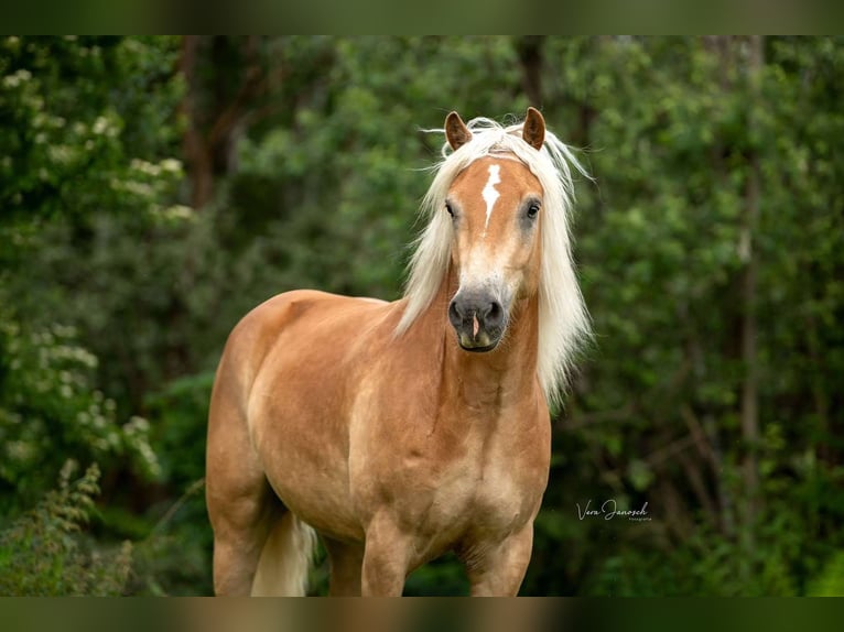 Haflinger Gelding 6 years 15,2 hh Chestnut-Red in Großtaxen