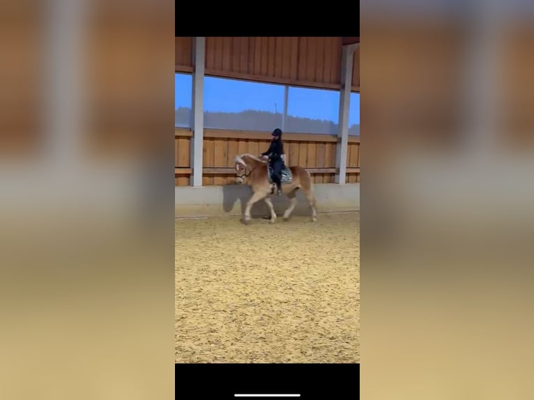 Haflinger Gelding 6 years 15,2 hh Chestnut-Red in Großtaxen