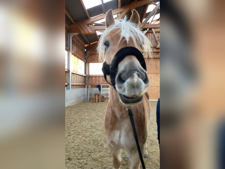 Haflinger Gelding 6 years 15,2 hh Chestnut-Red in Großtaxen