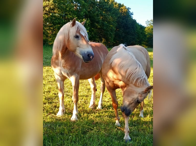 Haflinger Gelding 6 years 15.2 hh Chestnut-Red in Bad Brückenau