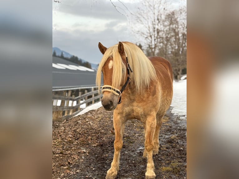 Haflinger Gelding 6 years 15 hh Chestnut-Red in Embach