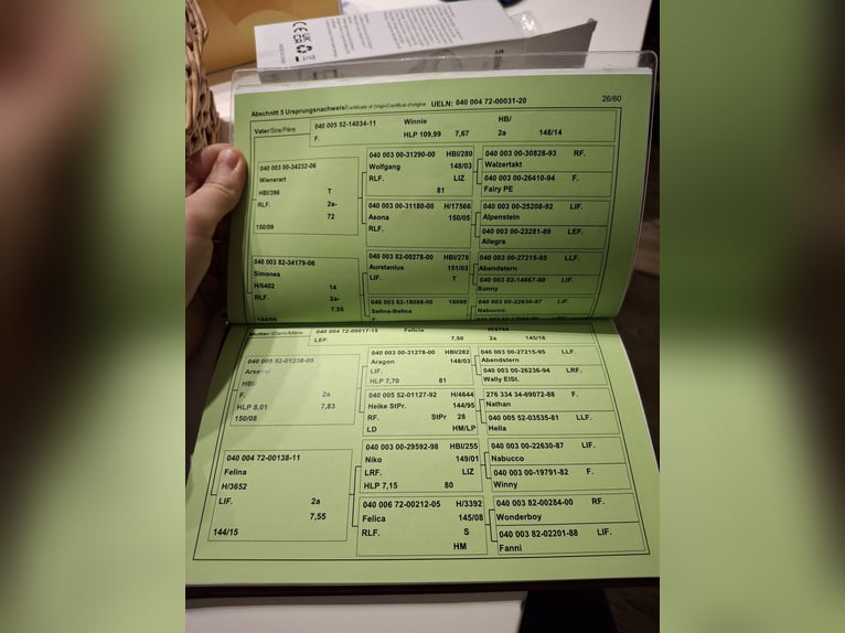 Haflinger Gelding 6 years 15 hh Chestnut-Red in Embach