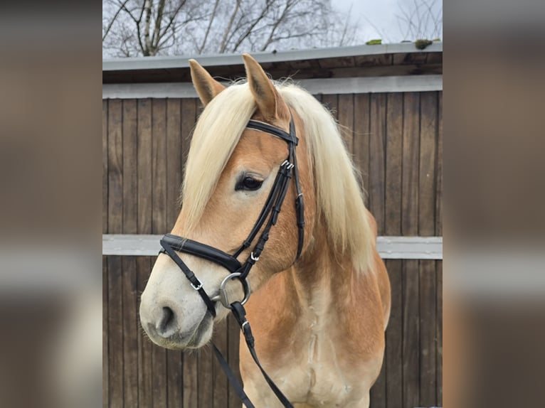 Haflinger Gelding 6 years 15 hh Chestnut-Red in Mülheim an der Ruhr