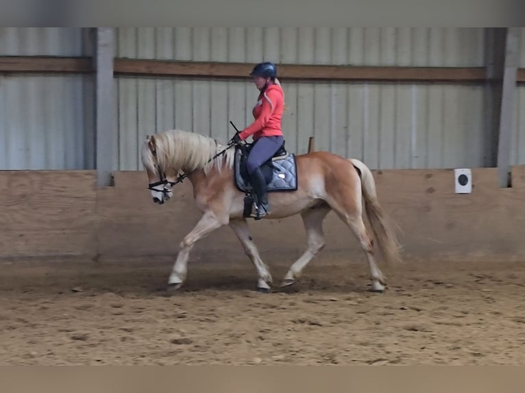 Haflinger Gelding 6 years 15 hh Chestnut-Red in Mülheim an der Ruhr