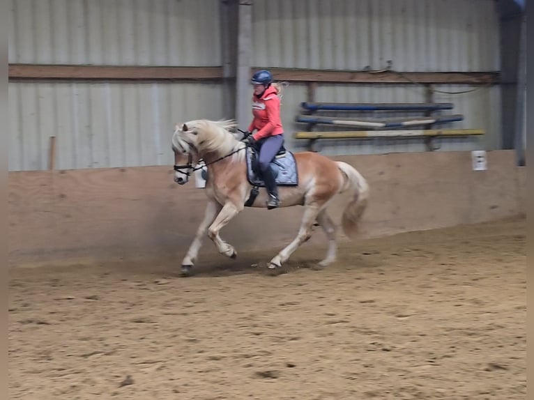 Haflinger Gelding 6 years 15 hh Chestnut-Red in Mülheim an der Ruhr