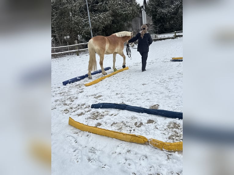 Haflinger Gelding 6 years 15 hh Chestnut-Red in Kirchbach