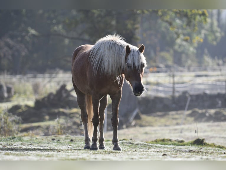 Haflinger Gelding 6 years 15 hh Chestnut-Red in Hastveda