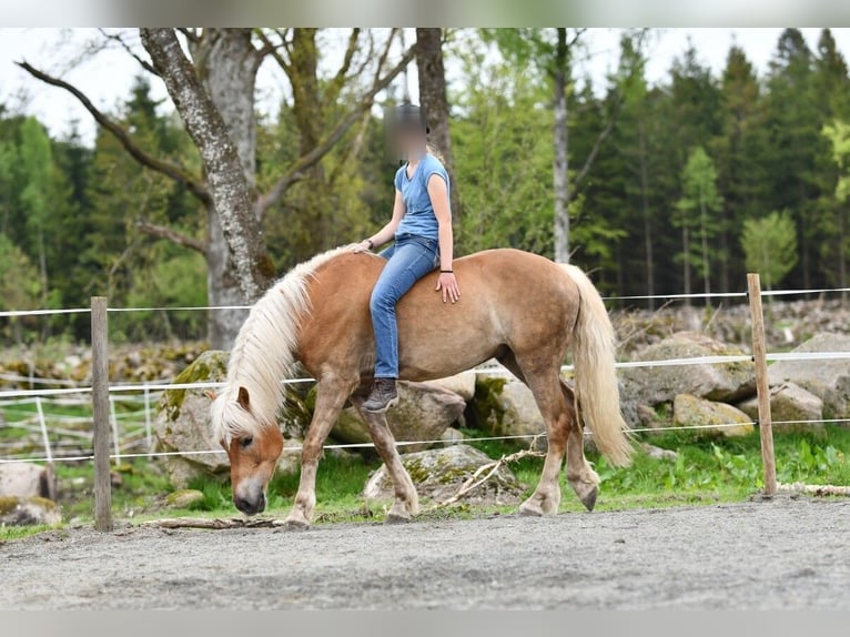 Haflinger Gelding 6 years 15 hh Chestnut-Red in Hastveda