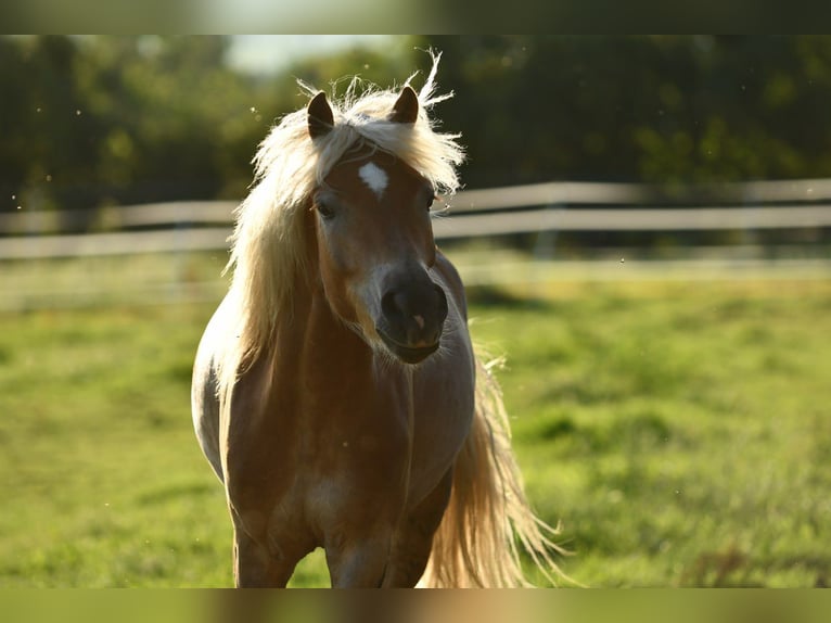 Haflinger Gelding 6 years 15 hh Chestnut-Red in Hastveda