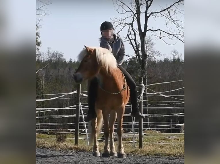 Haflinger Gelding 6 years 15 hh Chestnut-Red in Hastveda