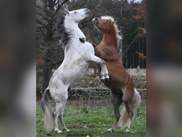 Haflinger Gelding 6 years 15 hh Chestnut-Red in Hastveda