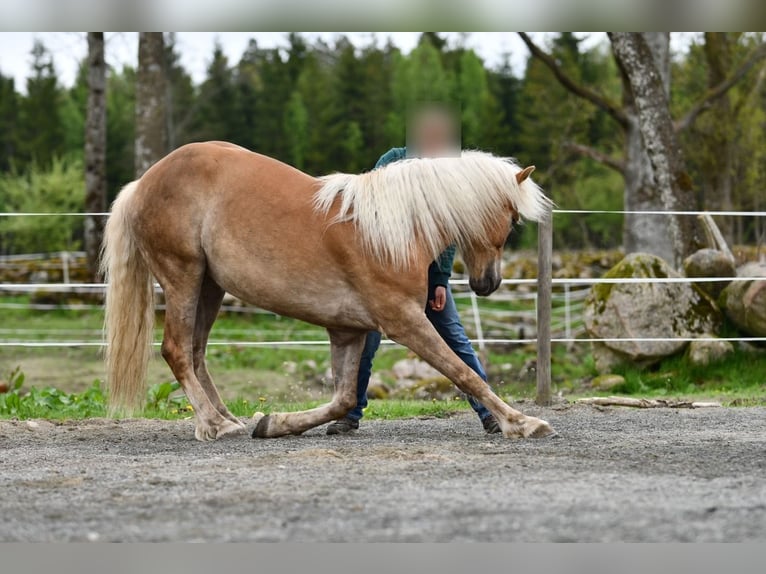 Haflinger Gelding 6 years 15 hh Chestnut-Red in Hastveda