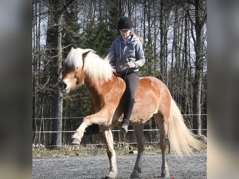 Haflinger Gelding 6 years 15 hh Chestnut-Red in Hastveda