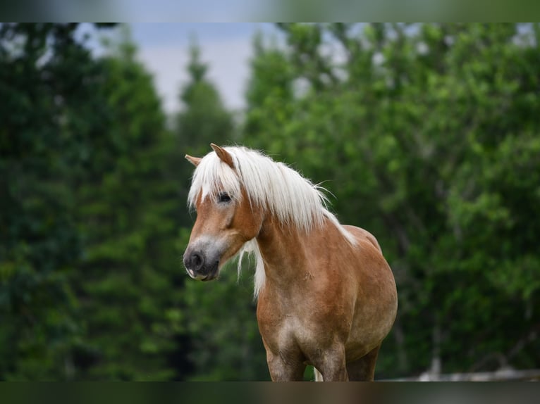 Haflinger Gelding 6 years 15 hh Chestnut-Red in Hastveda