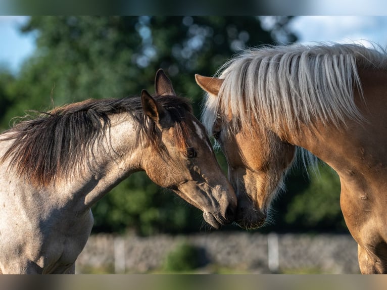Haflinger Gelding 6 years 15 hh Chestnut-Red in Hastveda