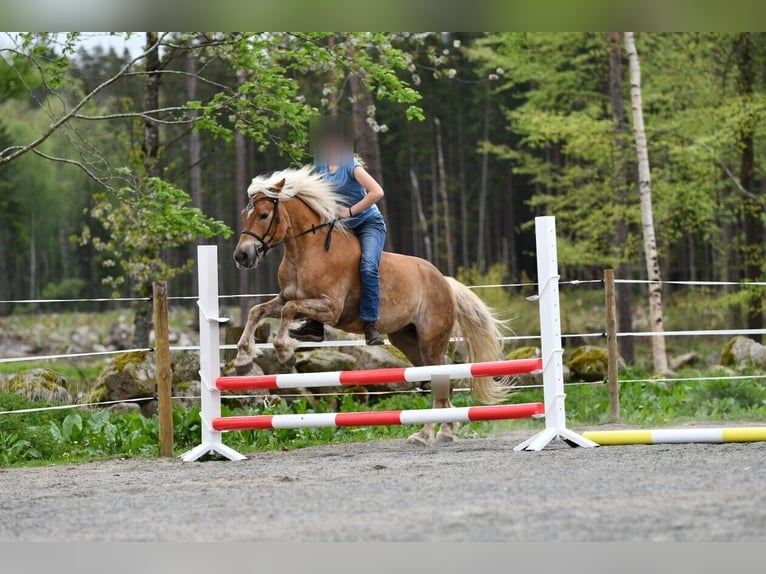 Haflinger Gelding 6 years 15 hh Chestnut-Red in Hastveda