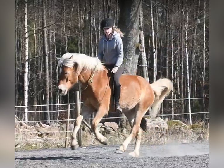 Haflinger Gelding 6 years 15 hh Chestnut-Red in Hastveda