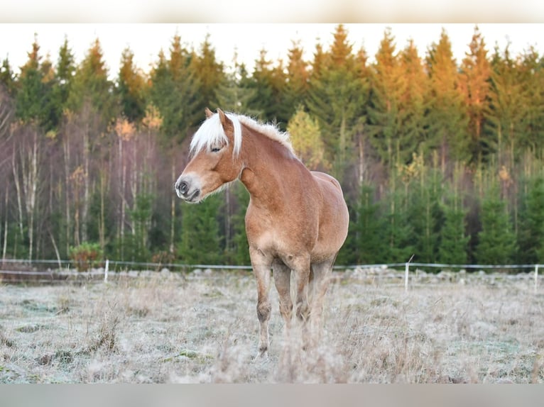 Haflinger Gelding 6 years 15 hh Chestnut-Red in Hastveda