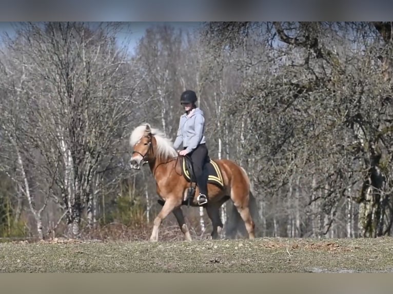 Haflinger Gelding 6 years 15 hh Chestnut-Red in Hastveda