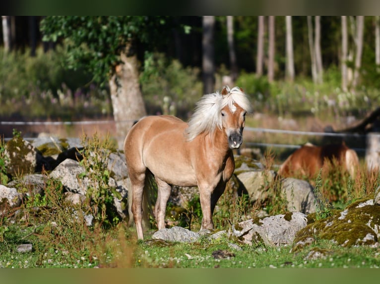 Haflinger Gelding 6 years 15 hh Chestnut-Red in Hastveda
