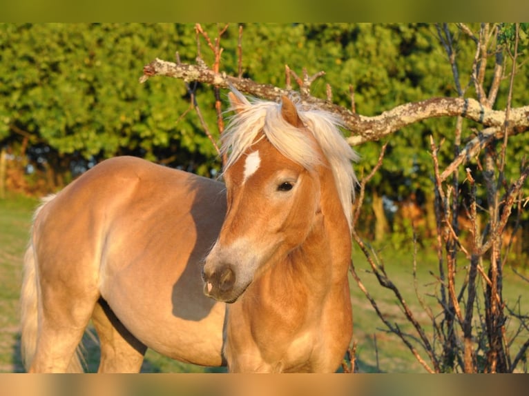 Haflinger Gelding 6 years 15 hh Chestnut-Red in Hastveda