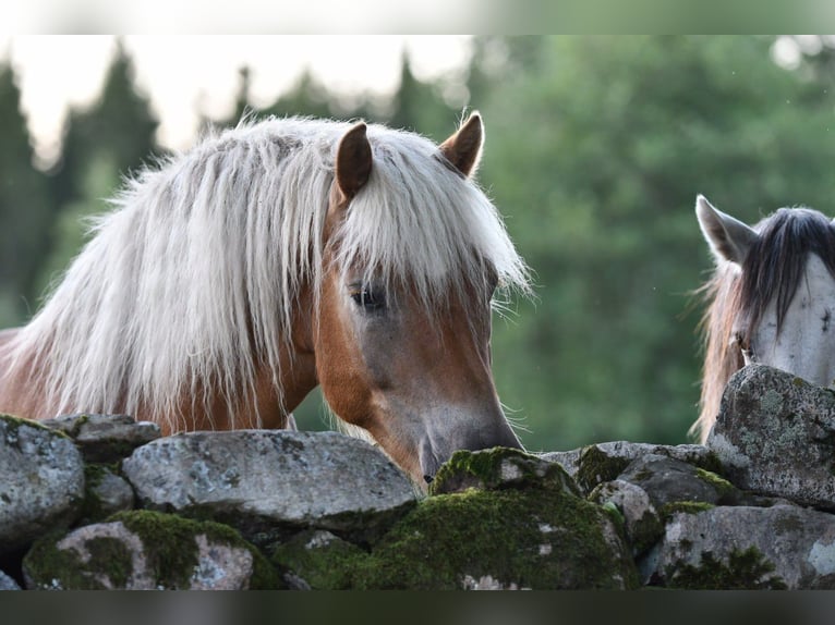 Haflinger Gelding 6 years 15 hh Chestnut-Red in Hastveda