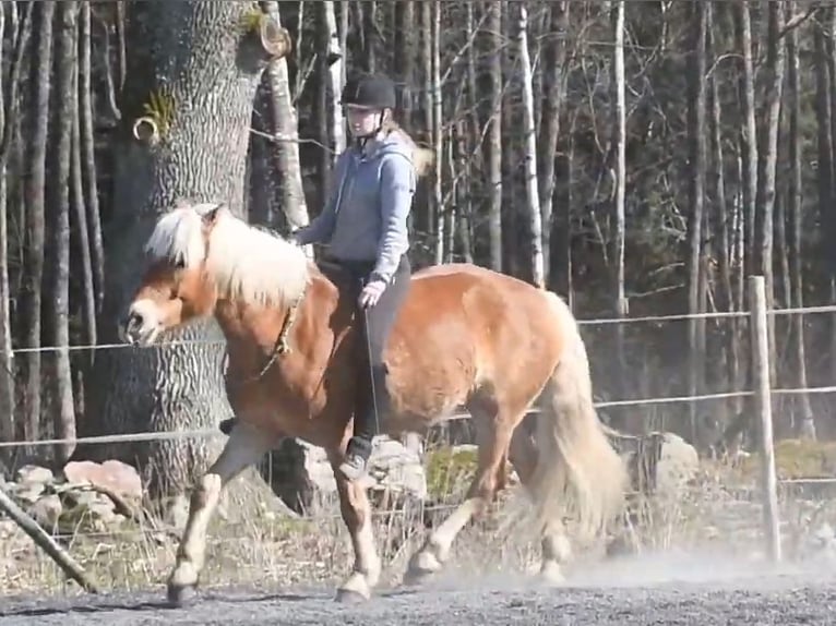 Haflinger Gelding 6 years 15 hh Chestnut-Red in Hastveda