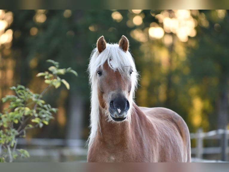Haflinger Gelding 6 years 15 hh Chestnut-Red in Hastveda