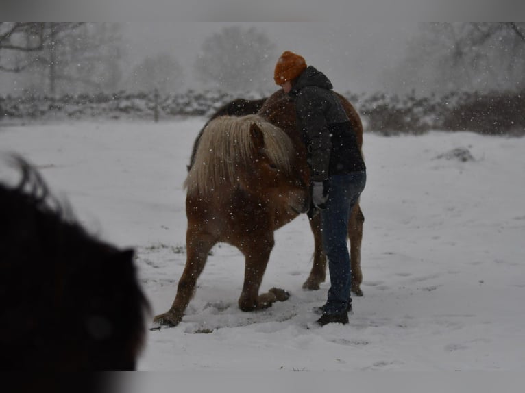 Haflinger Gelding 6 years 15 hh Chestnut-Red in Hastveda