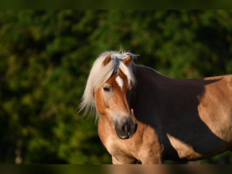 Haflinger Gelding 6 years 15 hh Chestnut-Red in Hastveda
