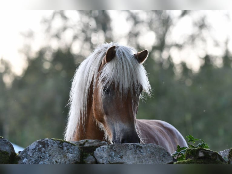 Haflinger Gelding 6 years 15 hh Chestnut-Red in Hastveda