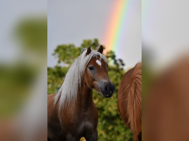 Haflinger Gelding 6 years 15 hh Chestnut-Red in Hastveda