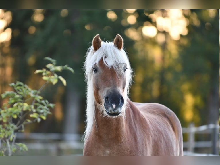 Haflinger Gelding 6 years 15 hh Chestnut-Red in Hastveda