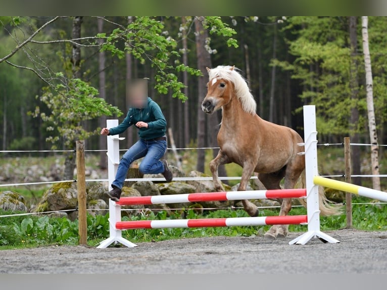 Haflinger Gelding 6 years 15 hh Chestnut-Red in Hastveda
