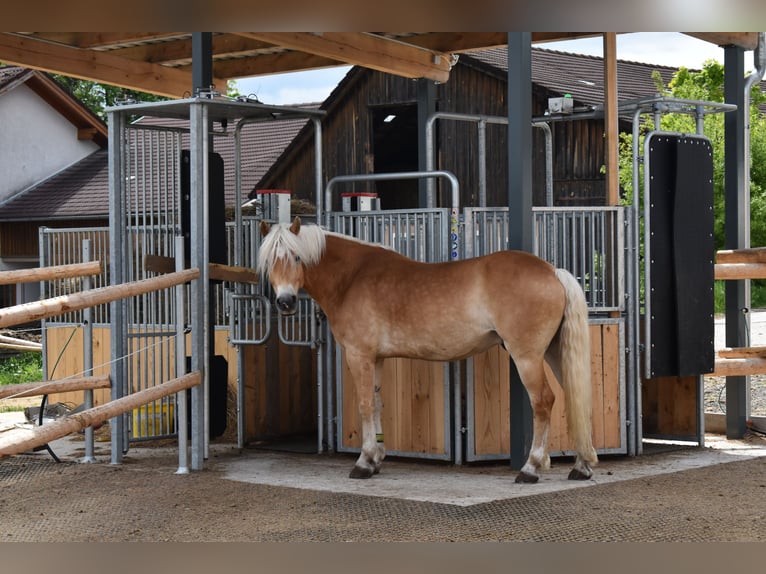 Haflinger Gelding 6 years 15 hh in Marbach am Walde