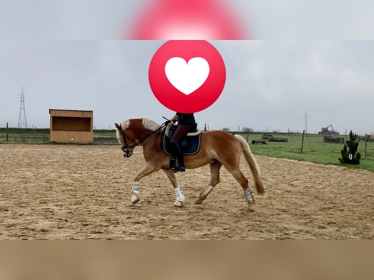 Haflinger Gelding 6 years 15 hh in Marbach am Walde