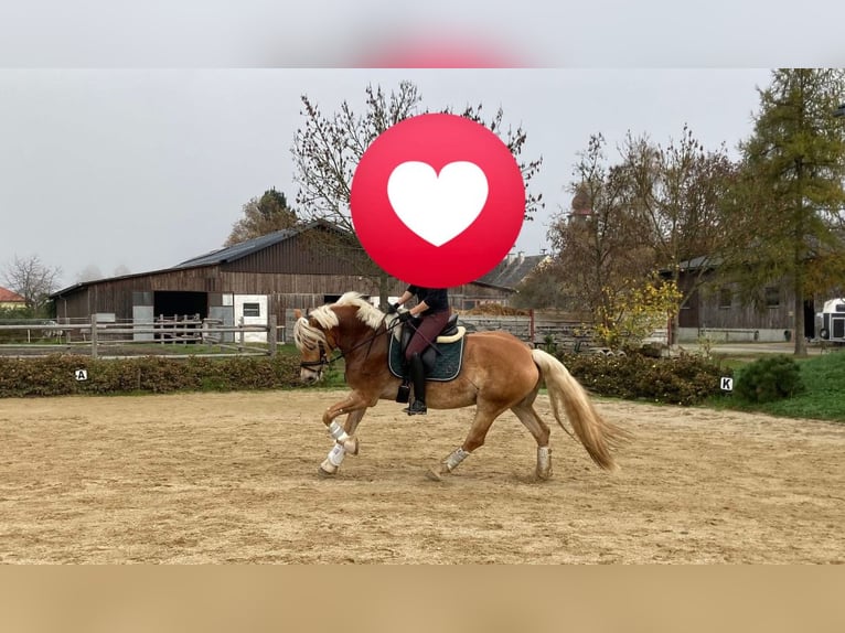 Haflinger Gelding 6 years 15 hh in Marbach am Walde