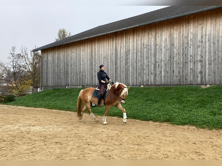 Haflinger Gelding 6 years 15 hh in Marbach am Walde