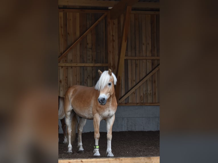 Haflinger Gelding 6 years 15 hh in Marbach am Walde