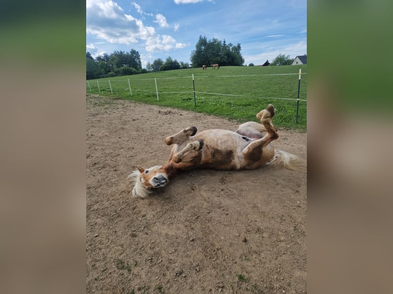 Haflinger Gelding 6 years 15 hh in Marbach am Walde