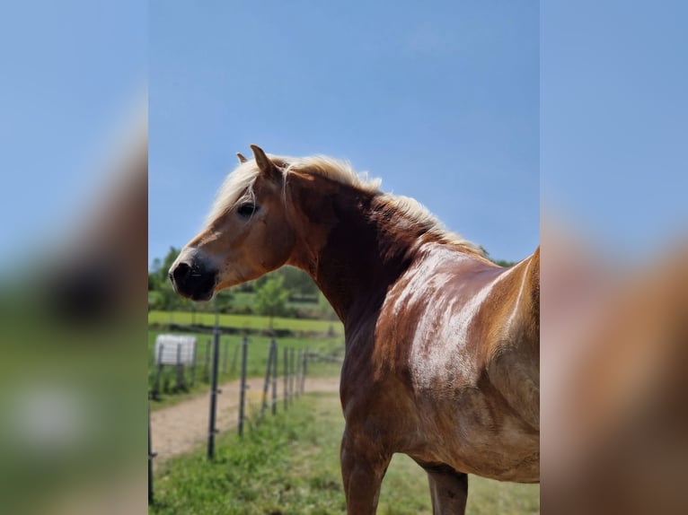 Haflinger Gelding 6 years 15 hh in Marbach am Walde