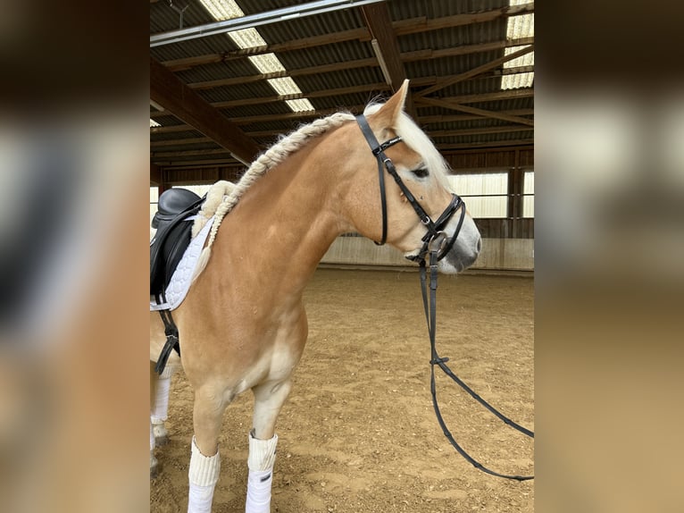 Haflinger Gelding 6 years 15,1 hh Chestnut-Red in Kernen im Remstal