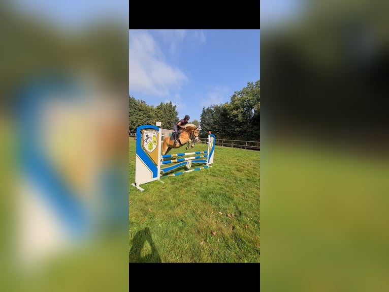 Haflinger Gelding 6 years 15,1 hh Chestnut-Red in Tinglev