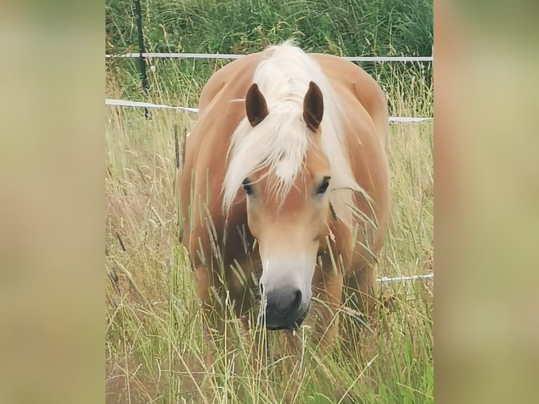 Haflinger Gelding 6 years 15,1 hh Chestnut-Red in Marburg