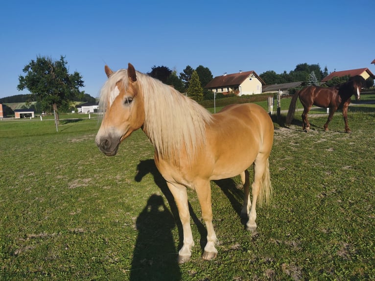 Haflinger Gelding 6 years 15,1 hh in Pichl