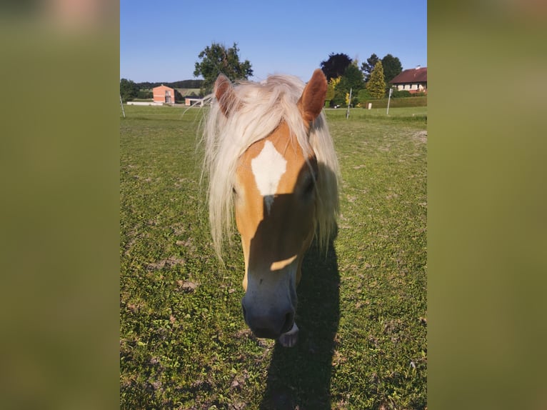 Haflinger Gelding 6 years 15,1 hh in Pichl