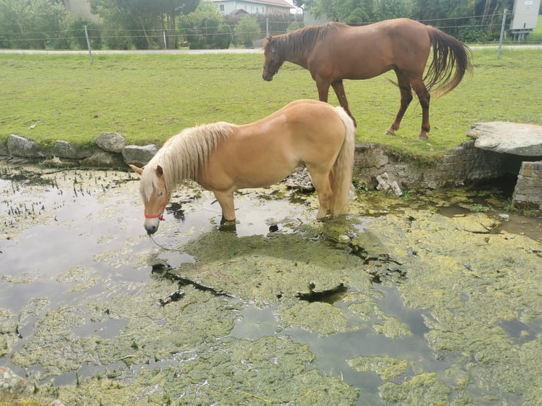 Haflinger Gelding 6 years 15,1 hh in Pichl