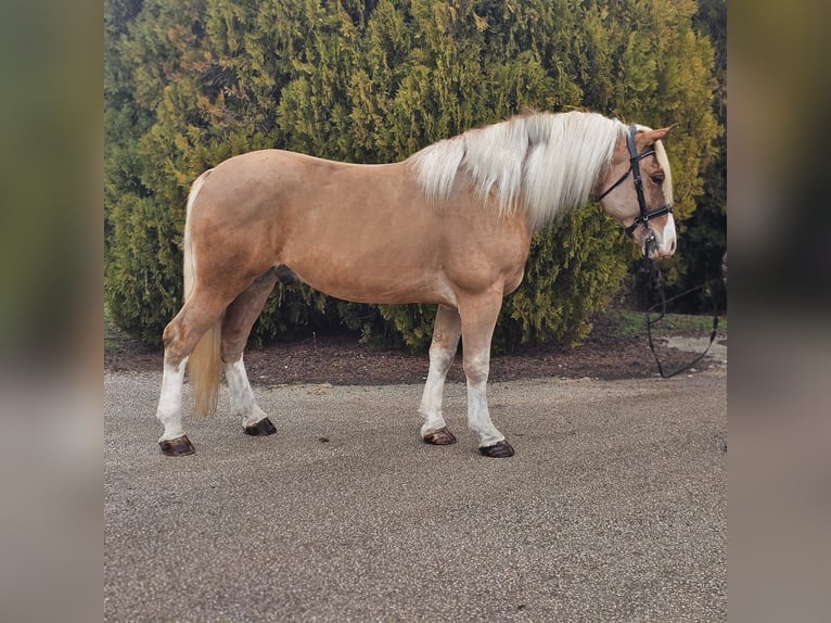 Haflinger Mix Gelding 6 years 15,1 hh Palomino in Békéscsaba