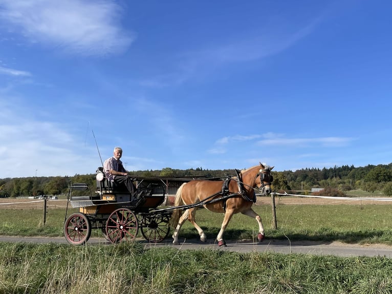 Haflinger Gelding 6 years Chestnut-Red in Buseck